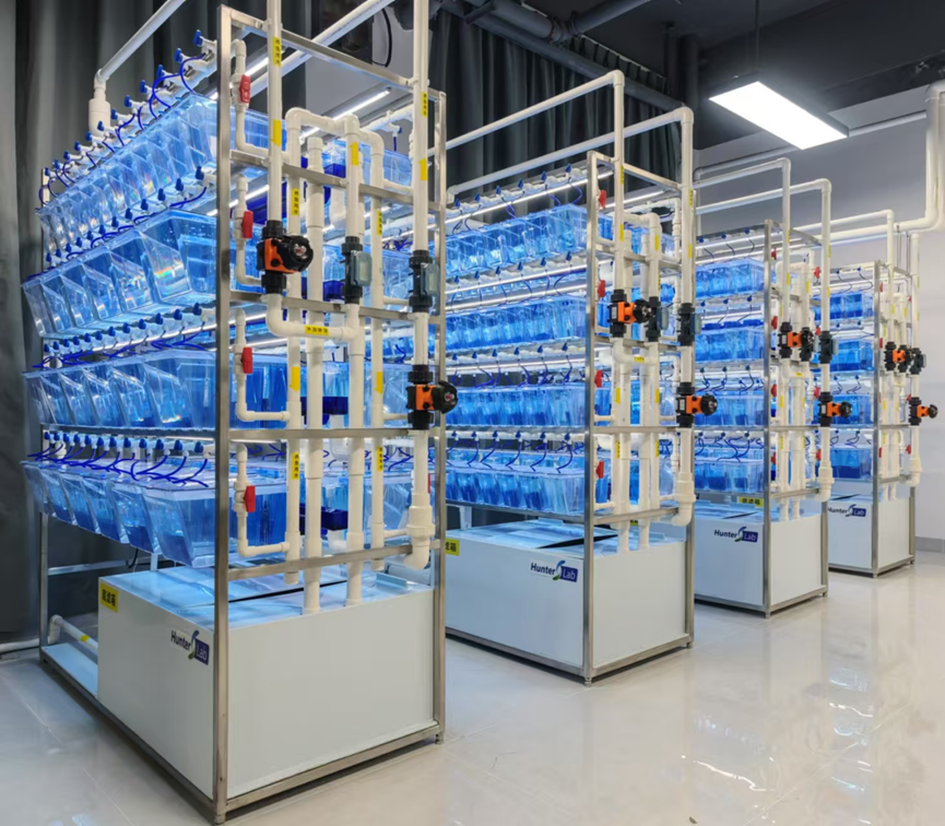 斑马鱼养殖系统